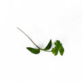 Prezzemolo Germoglio Edibile microgreen