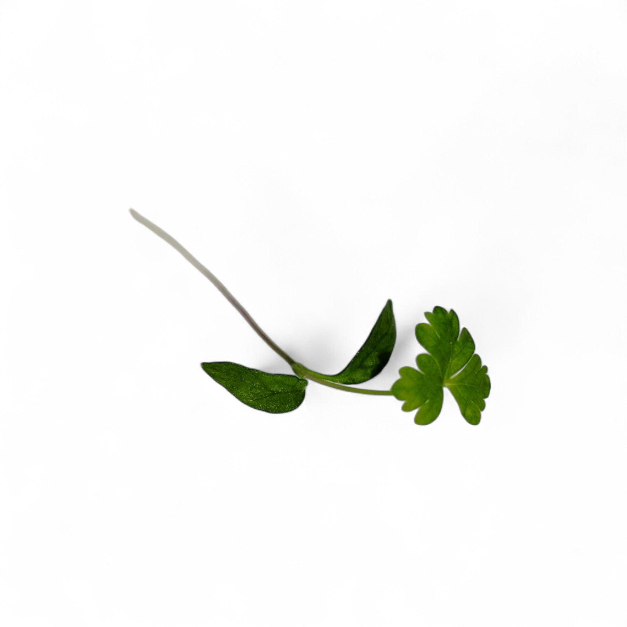 Prezzemolo Germoglio Edibile microgreen