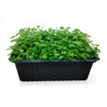 Prezzemolo Microgreen Vivo in Vaschetta - Il Cuore Aromatico in Versione "Live"
