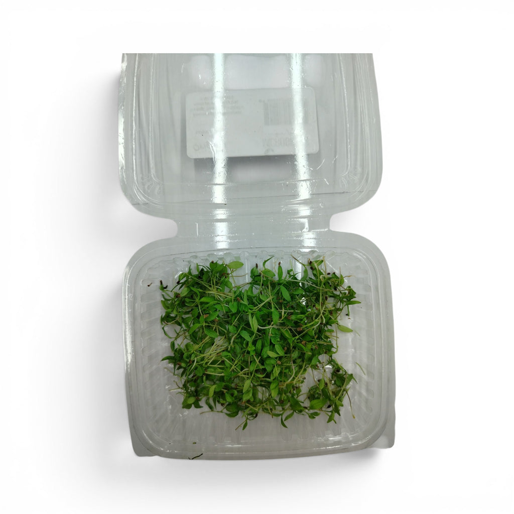 Prezzemolo Germoglio Edibile microgreen