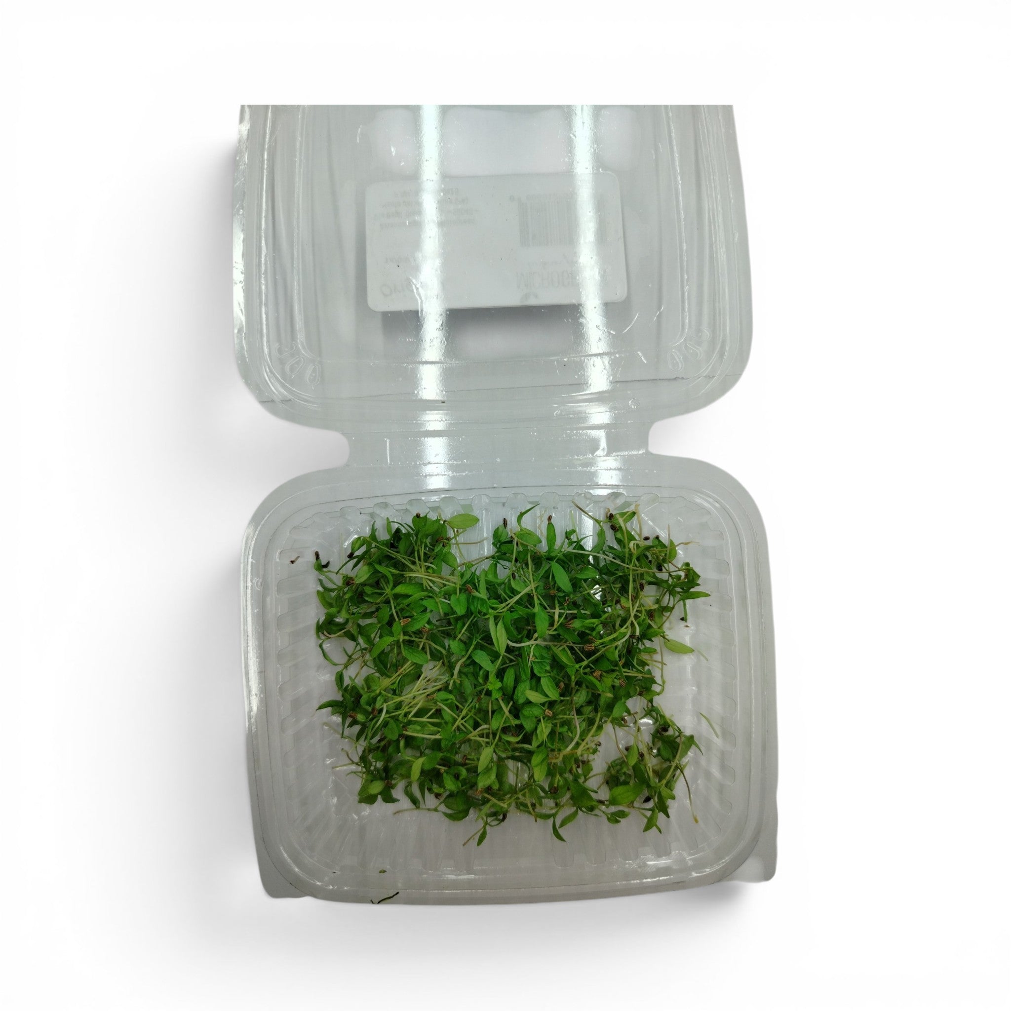 Prezzemolo Germoglio Edibile microgreen