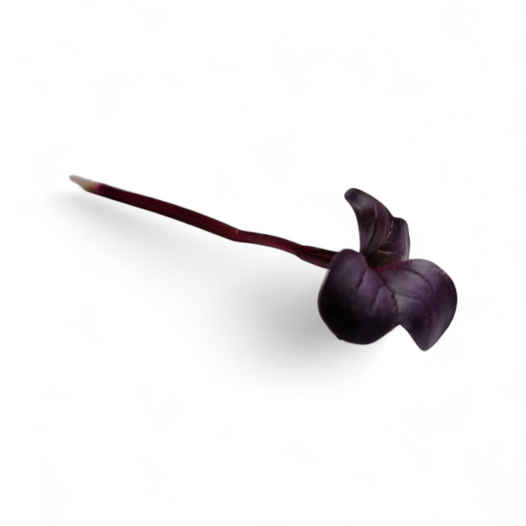Ravanello viola
