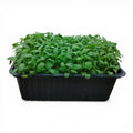 Salvia Microgreen Vivo in Vaschetta - Eleganza Vellutata e Balsamica