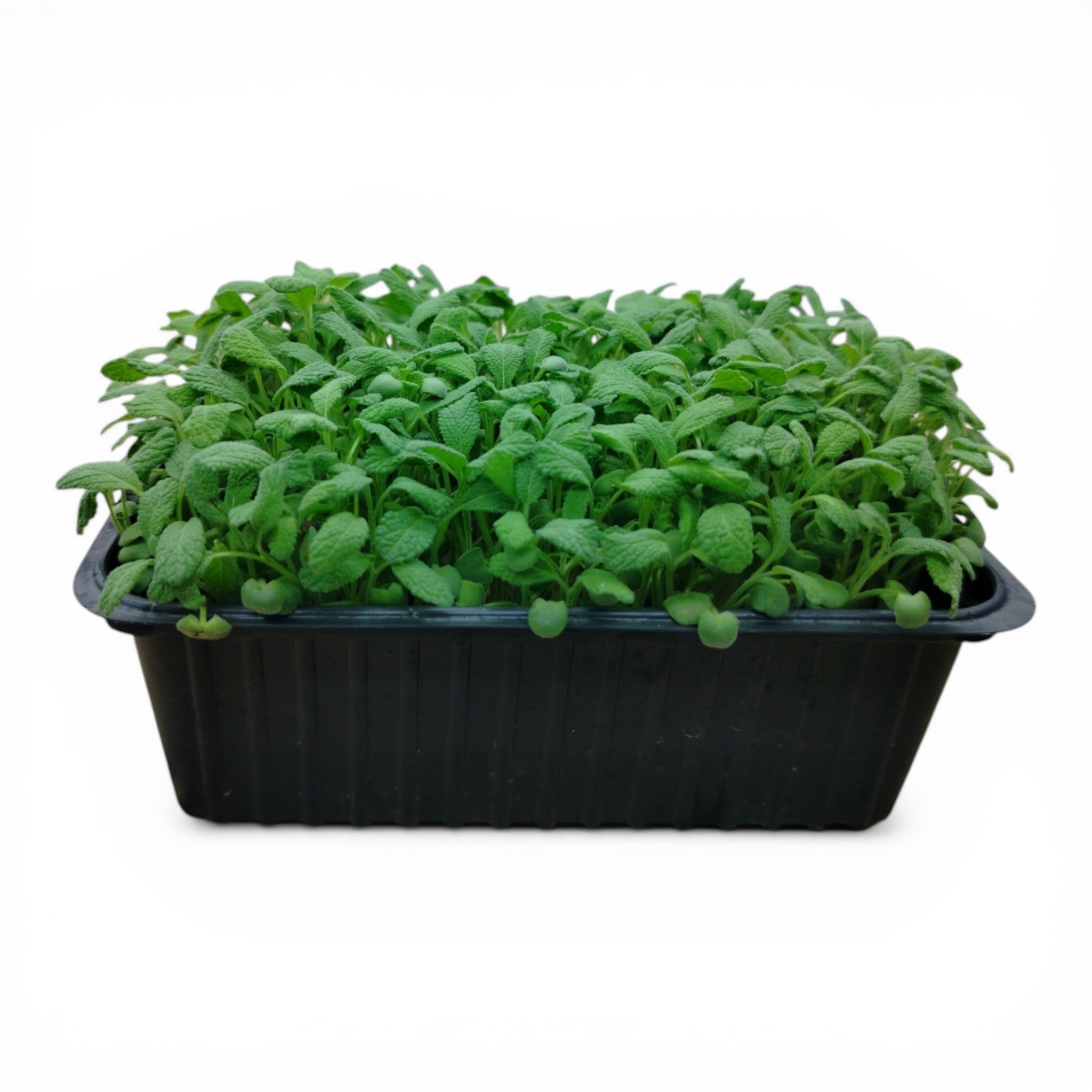 Salvia Microgreen Vivo in Vaschetta - Eleganza Vellutata e Balsamica