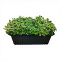 Senape Bianca Microgreen Vivo in Vaschetta - Piccantezza Equilibrata e Turgidità Live