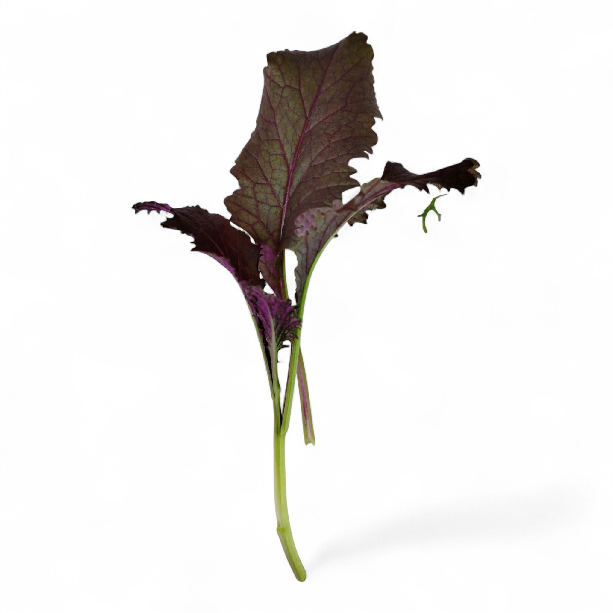 Senape Rossa Baby Leaf