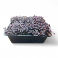 Senape Rossa Microgreen Vivo in Vaschetta