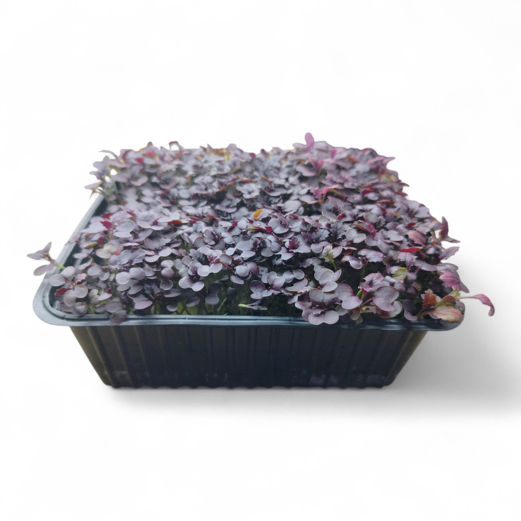 Senape Rossa Microgreen Vivo in Vaschetta