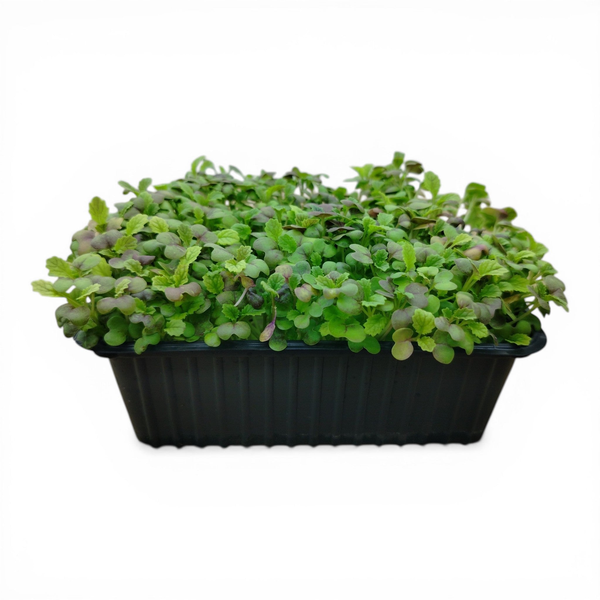Senape Wasabina Microgreen Vivo in Vaschetta - Il Gusto del Sol Levante "Live"