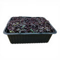 Shiso Bicolore Microgreen Vivo in Vaschetta - Eleganza Esotica e Contrasto Cromatico