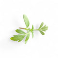 Tagete Germoglio Edibile Microgreen