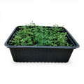 Timo Microgreen Vivo in Vaschetta - Essenza Balsamica e Freschezza Perpetua