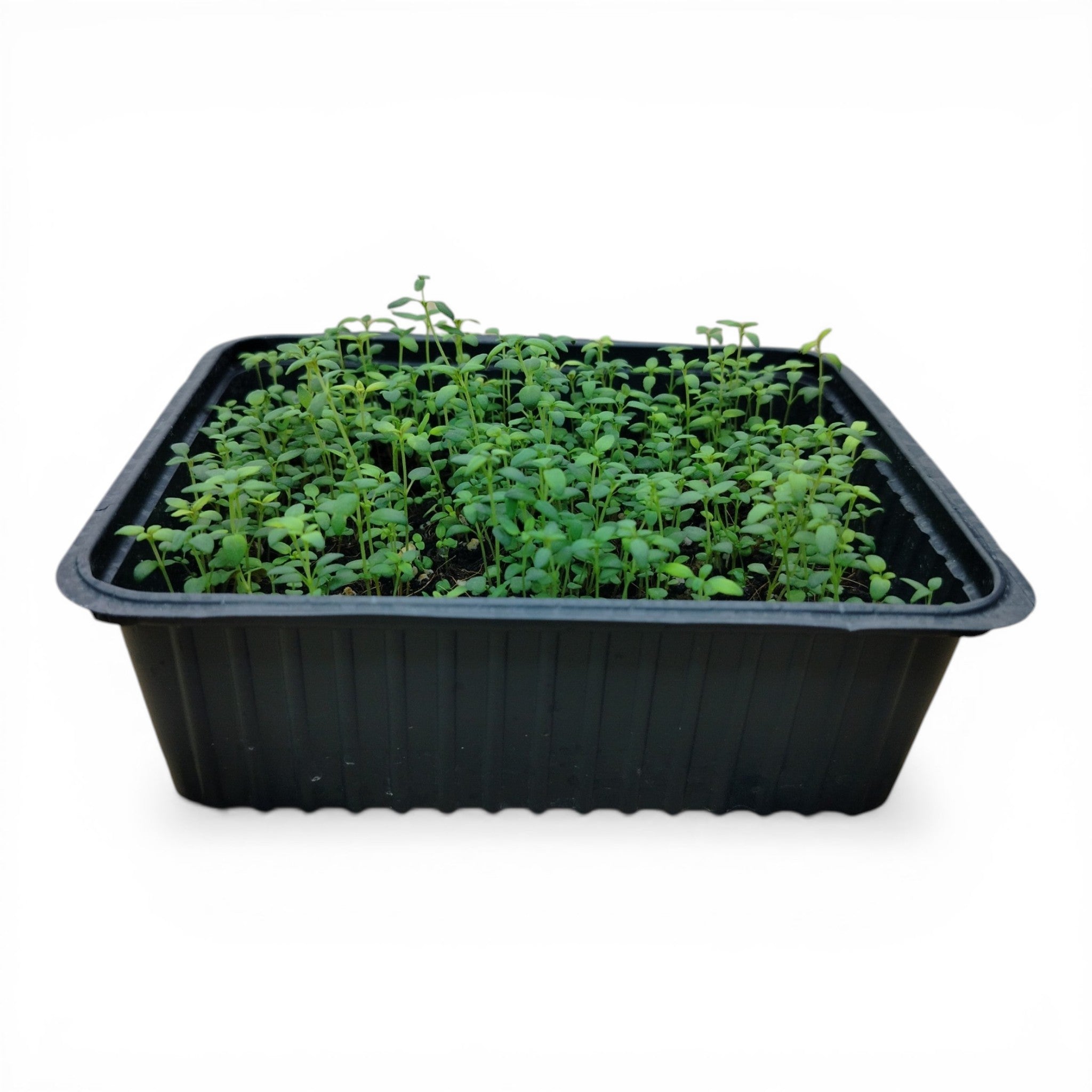 Timo Microgreen Vivo in Vaschetta - Essenza Balsamica e Freschezza Perpetua
