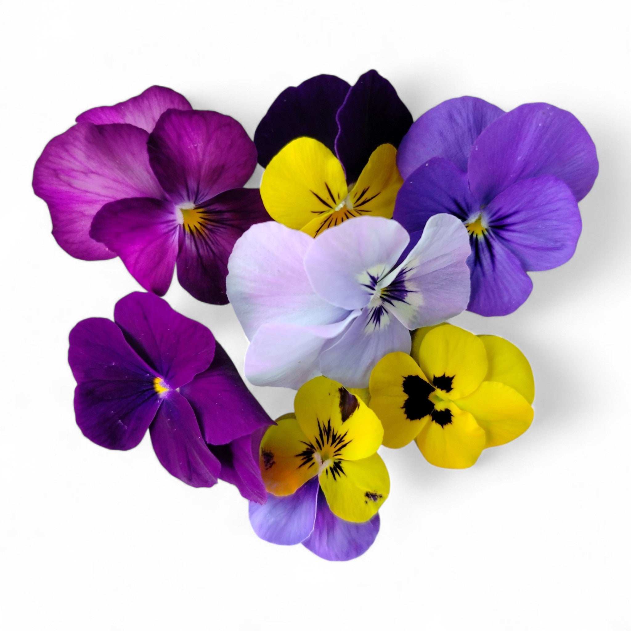 Violetta Fiore Edibile