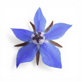 Fiore di Borragine Edibile