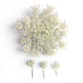 carota_fiore_microgreen_commestibile_1