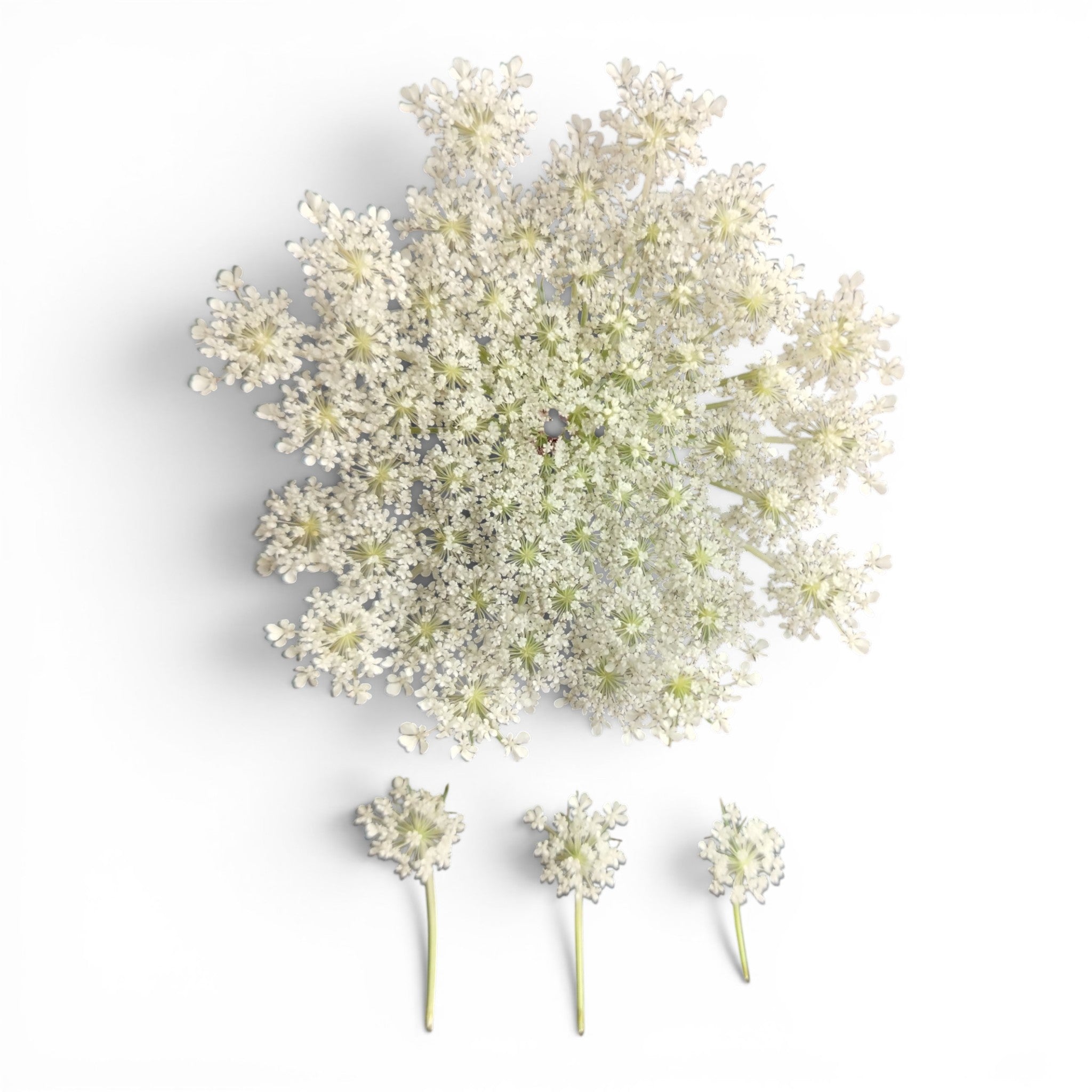 carota_fiore_microgreen_commestibile_1