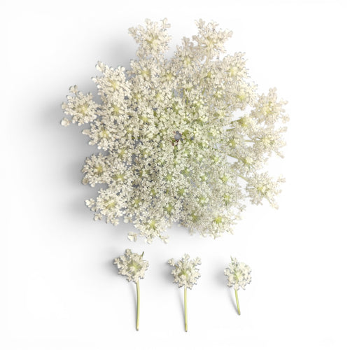 carota_fiore_microgreen_commestibile_1