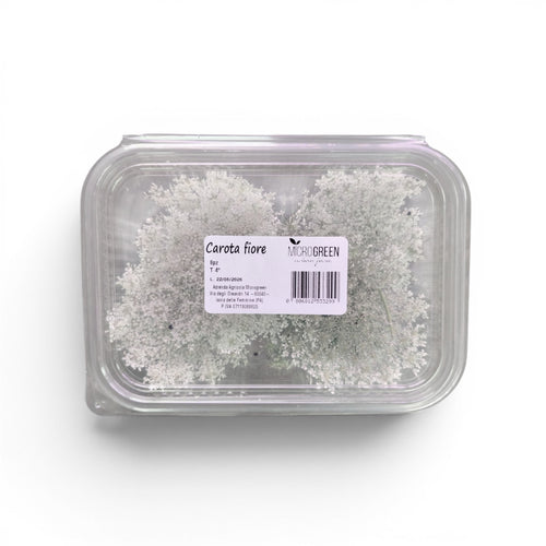 carota_fiore_microgreen_commestibile_1