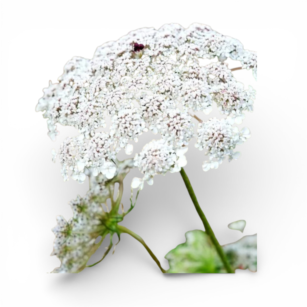 Carota Fiore Edibile