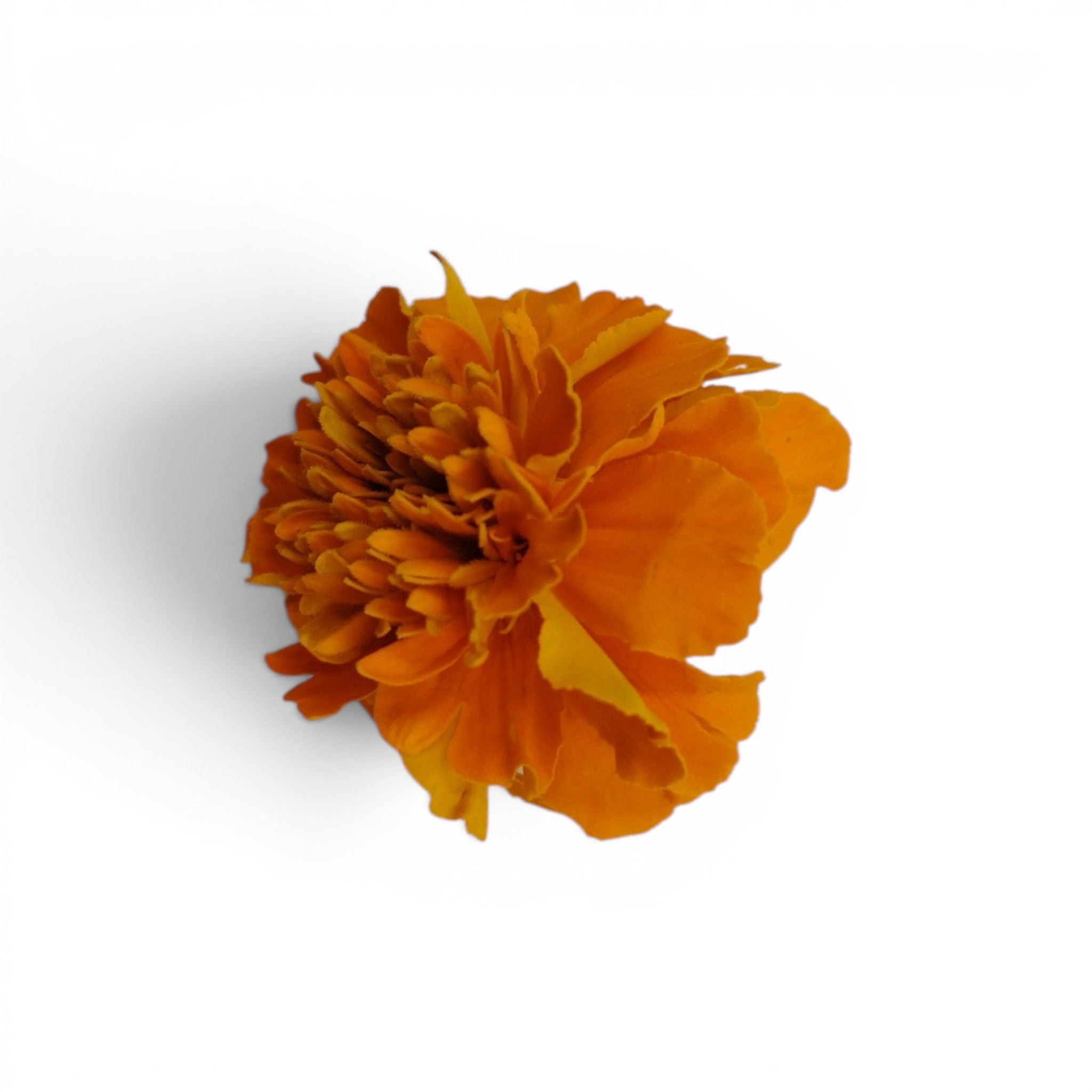 fiore_tagete_microgreen_eduli_petali_commestibili_eduli_edibili_2
