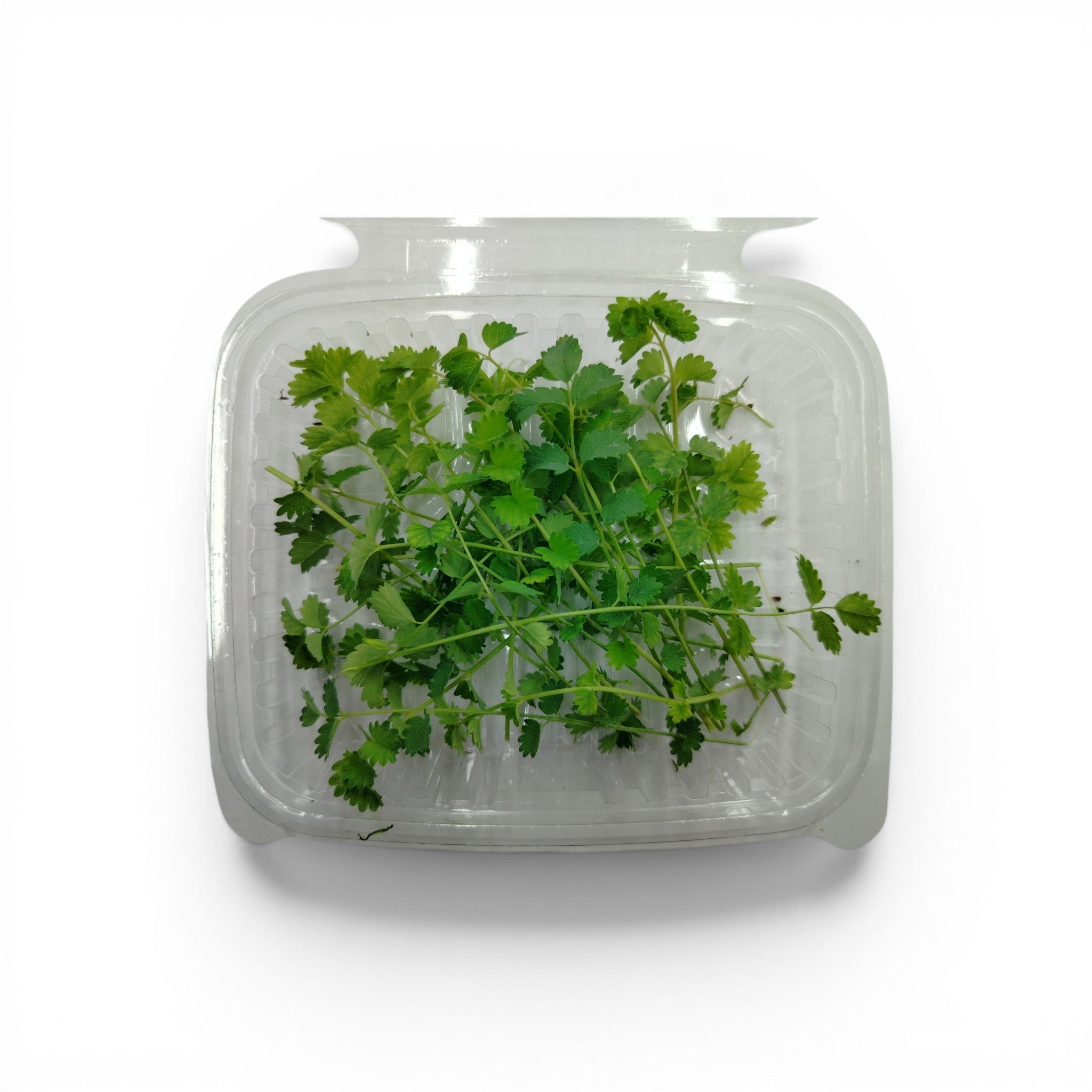 Foglie di Pimpinella Edibili