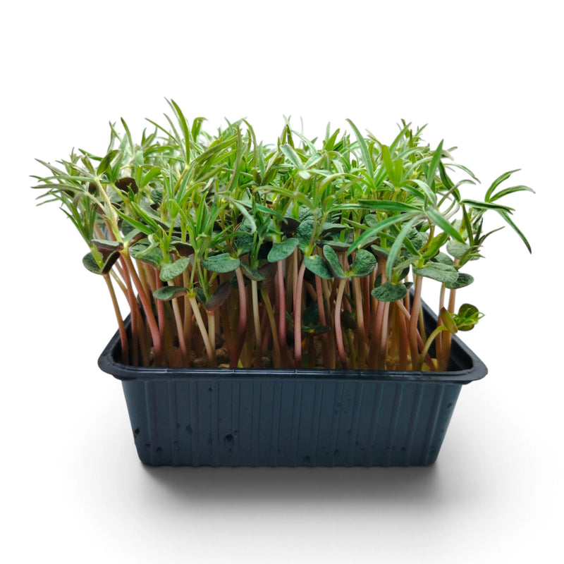 Lupino Microgreen Vivo in Vaschetta