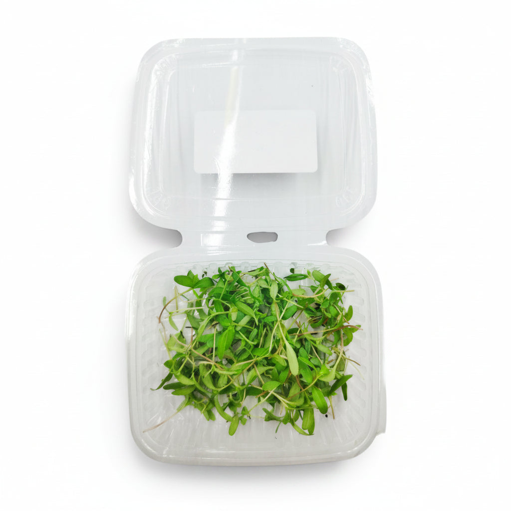 Tagete Germoglio Edibile Microgreen