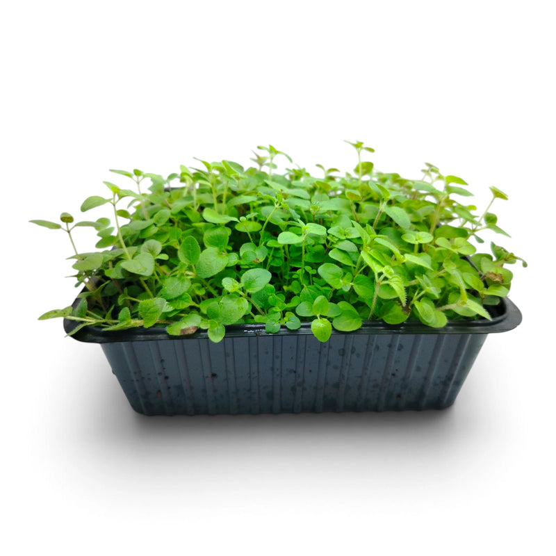 Origano Microgreen Vivo in Vaschetta
