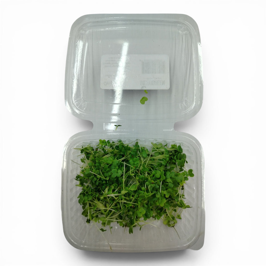 Senape Wasabina microgreen commestibili piante forniture ristoranti chef