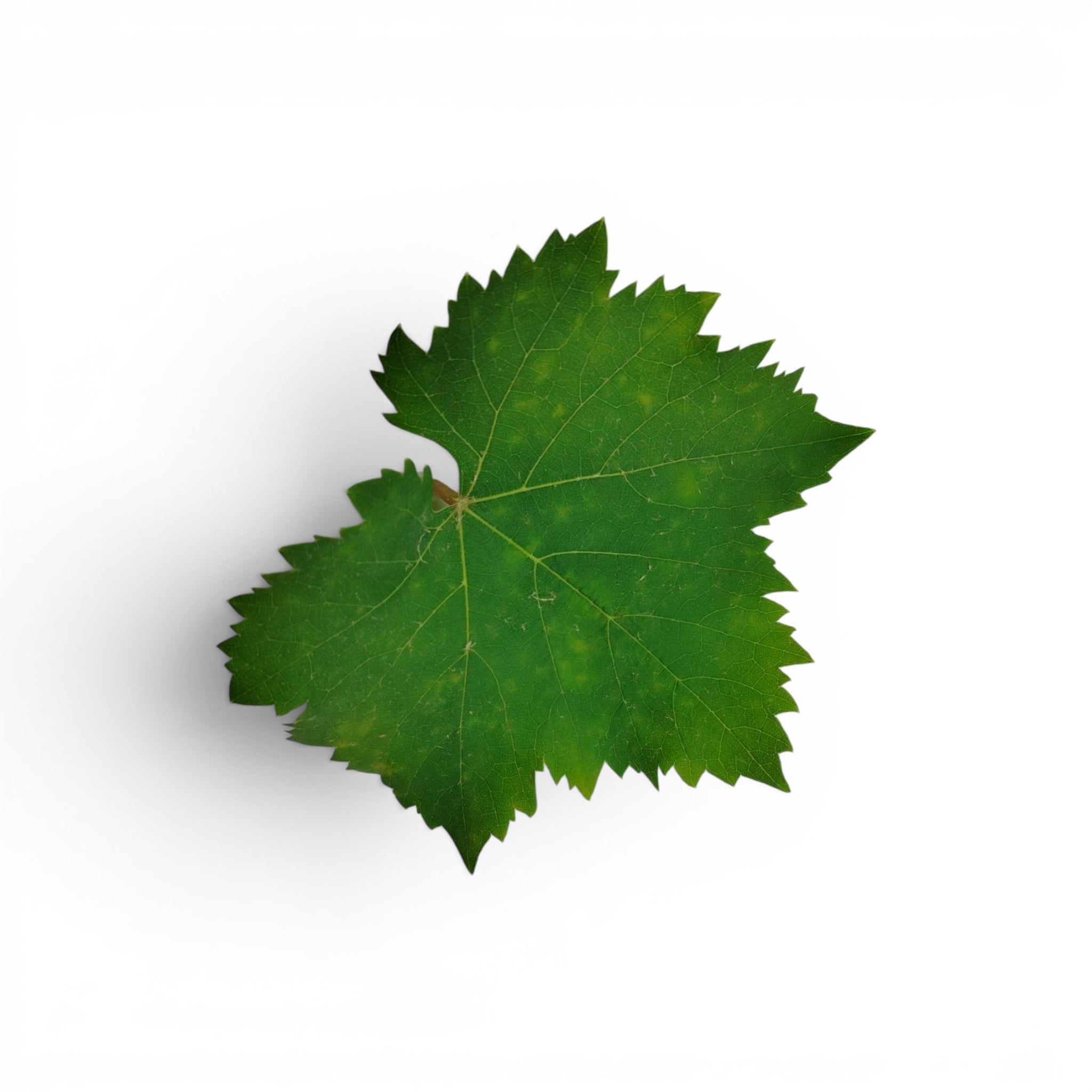 vite_microgreen_commestibili_forniture_ristoranti_eduli_edibili_3