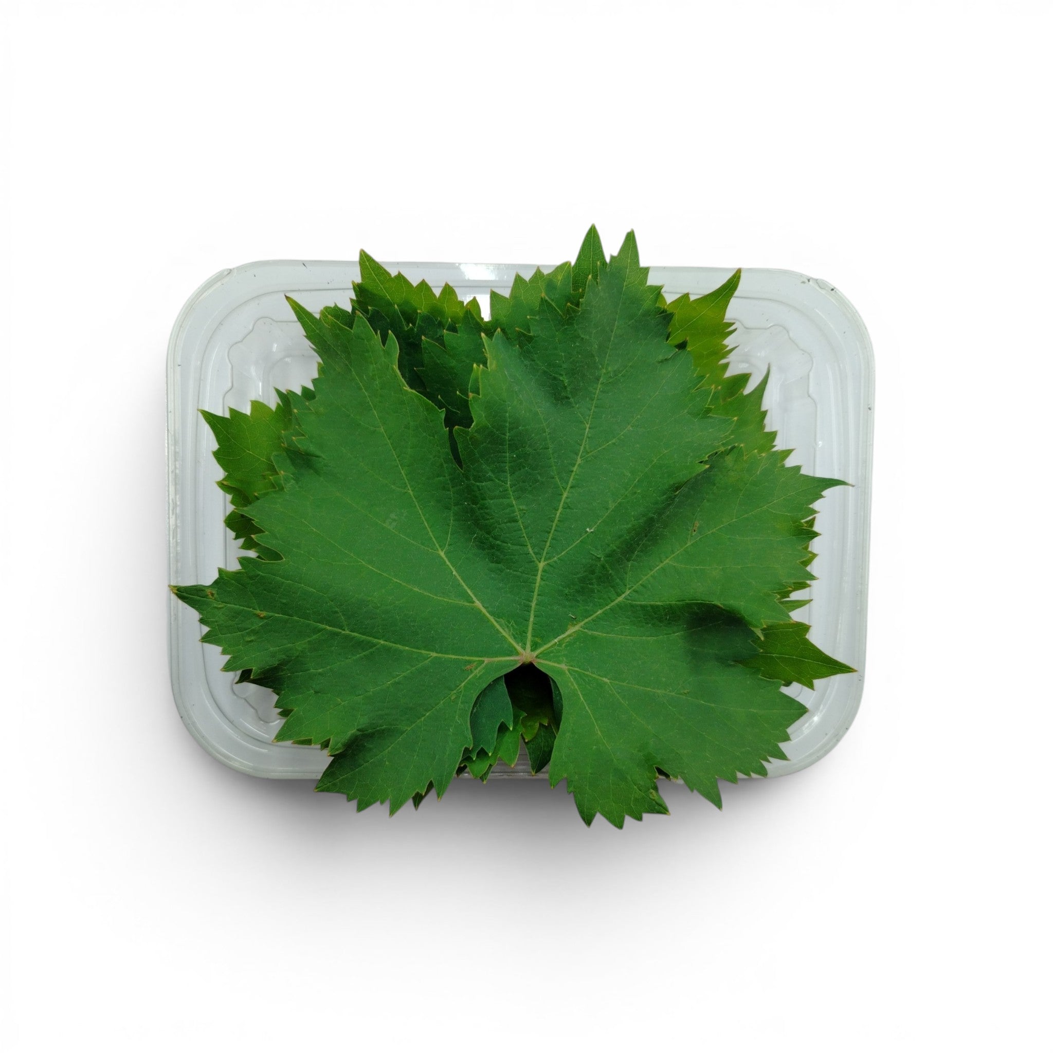 vite_microgreen_commestibili_forniture_ristoranti_eduli_edibili_3