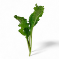 Senape Wasabina Baby Leaf